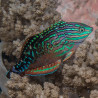 Macropharyngodon Bipartitus* mâle 6-8 cm